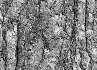 Fototapeta na wymiar Scorched pine bark after fire in forest background texture