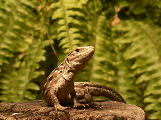 Fototapeta premium Lacerta agilis