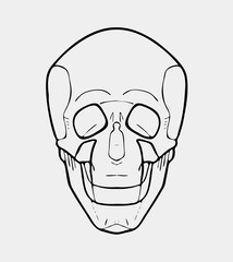 Hand drawn black and white skull