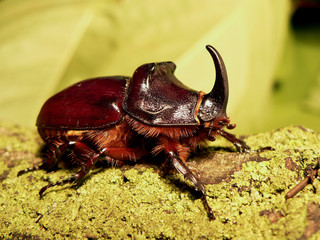 Oryctes nasicornis