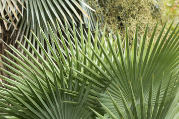 Abstract, fanlike foliage of palmettos in Florida.