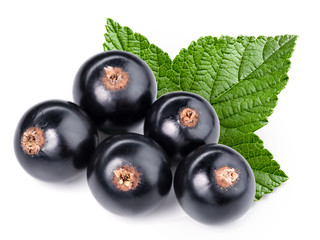 black currant branch
