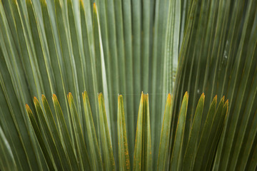 Abstract, fanlike foliage of palmettos in Florida.