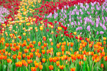 Tulip flower field for background or nature postcard.