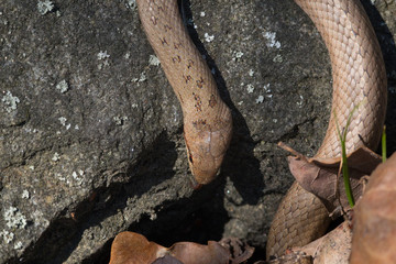 Red bronze color smooth snake Coronella austriaca on stone background. Reptile on a granite rock