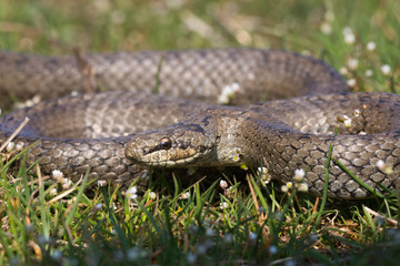 Smooth snake Coronella austriaca preparing to attack. Reptile curled rings