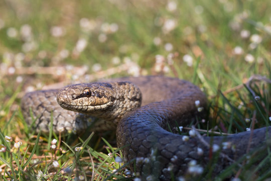 Smooth snake in spring grass. Reptile Coronella austriaca