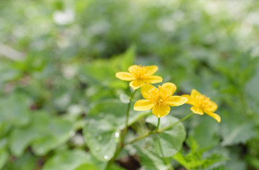 Caltha palustris, known as marsh-marigold and kingcup