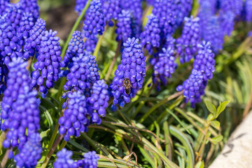 bunch of lavender flowers
