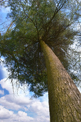 Fototapeta premium Trees up against the sky.