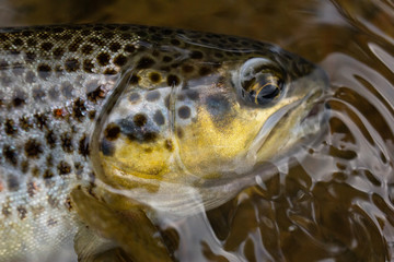 Closeup of brown trout