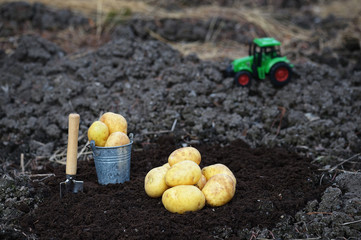 Young potatoes on the ground and green tractor