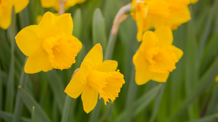 Obraz premium yellow daffodils in the sun.
