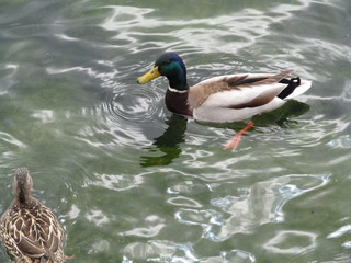 Patinhos no lago