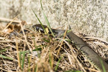 European grass snake sun bathing in springtime