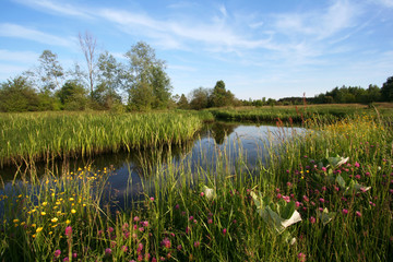 River, boulder and many wildflowers