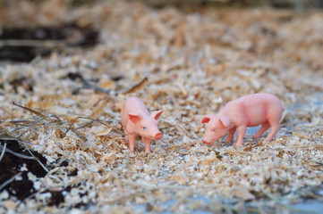 little pig on the farm