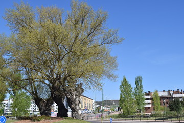 Árboles centenarios en plena ciudad. 