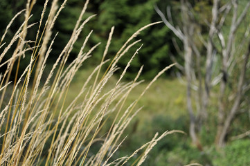 Dry high grass