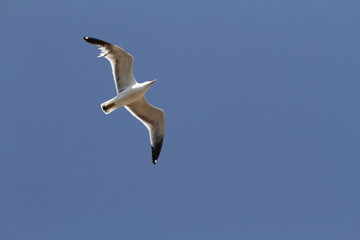 il gabbiano in volo