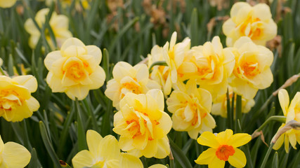 Fototapeta premium yellow daffodils in the sun.