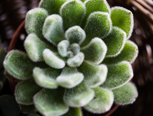 Green house plants potted, succulents in a basket