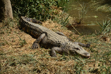 cocodrilo tomando el sol