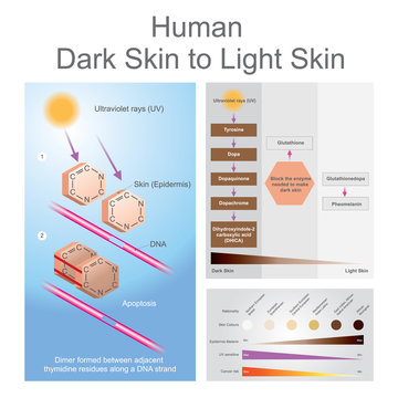 Human dark skin to light skin process
