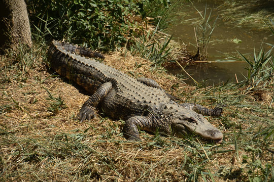 cocodrilo tomando el sol