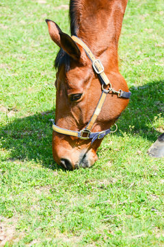 jumper horse relax