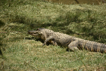 cocodrilo