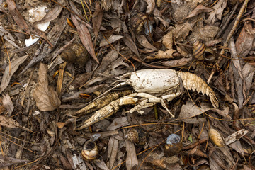 River crayfish and mollusk shells lie on leaves and sand in spring on the river bank background texture