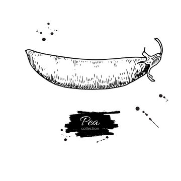 Pea hand drawn vector illustration. Isolated Vegetable engraved 
