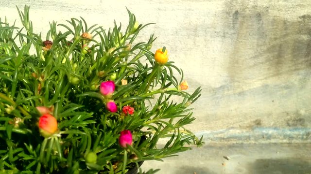 Timelapse Common Purslane, Verdolaga, Pigweed, Little Hogweed or Pusley flower