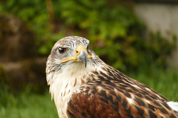 Habicht, Bussard, Falkenhof Großer Feldberg in Hessen, Portrait