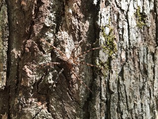 Large brown spider on tree bark with moss