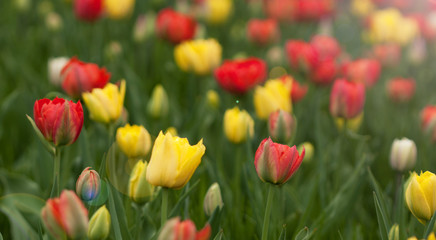 Lots of colorful tulips