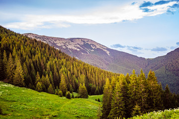 Obraz premium Best Shot Ukrainian Carpathians