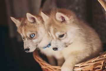 Husky puppies in the basket