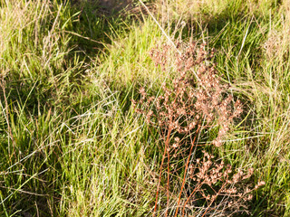 a dead plant swaying in the spring light with green leaves in the background behind looking stunning