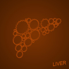 Vector illustration of human liver.