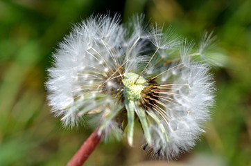 Pusteblume