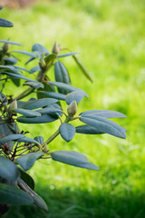 Рододендрон