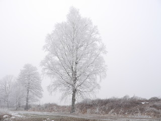 Fototapeta na wymiar Oszronione drzewa w mrożny zimowy poranek