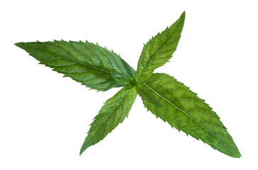 Fresh fragrant mint leaves isolated on white background.