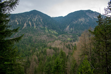 Ausblick auf die Berge bei bewölktem Wetter mit einm Wald im Vordergrund