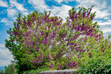 Obraz premium Spring flowers in the streets of classic chianti in tuscany italy