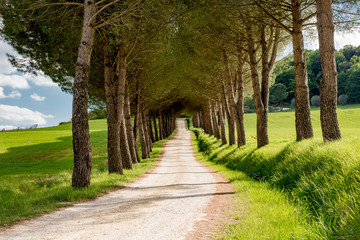 Fototapeta na wymiar Panorama of tuscany in province of siena