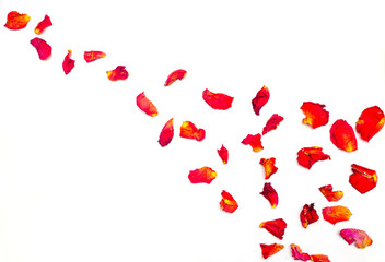 Rose petals on white background. Flat lay, top view.