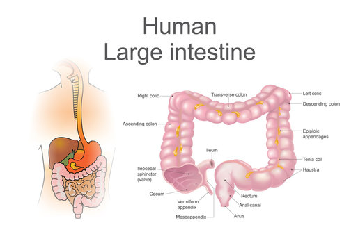 The large intestine, also called the colon, is part of the final stages of digestion,  Vector Illustration..
